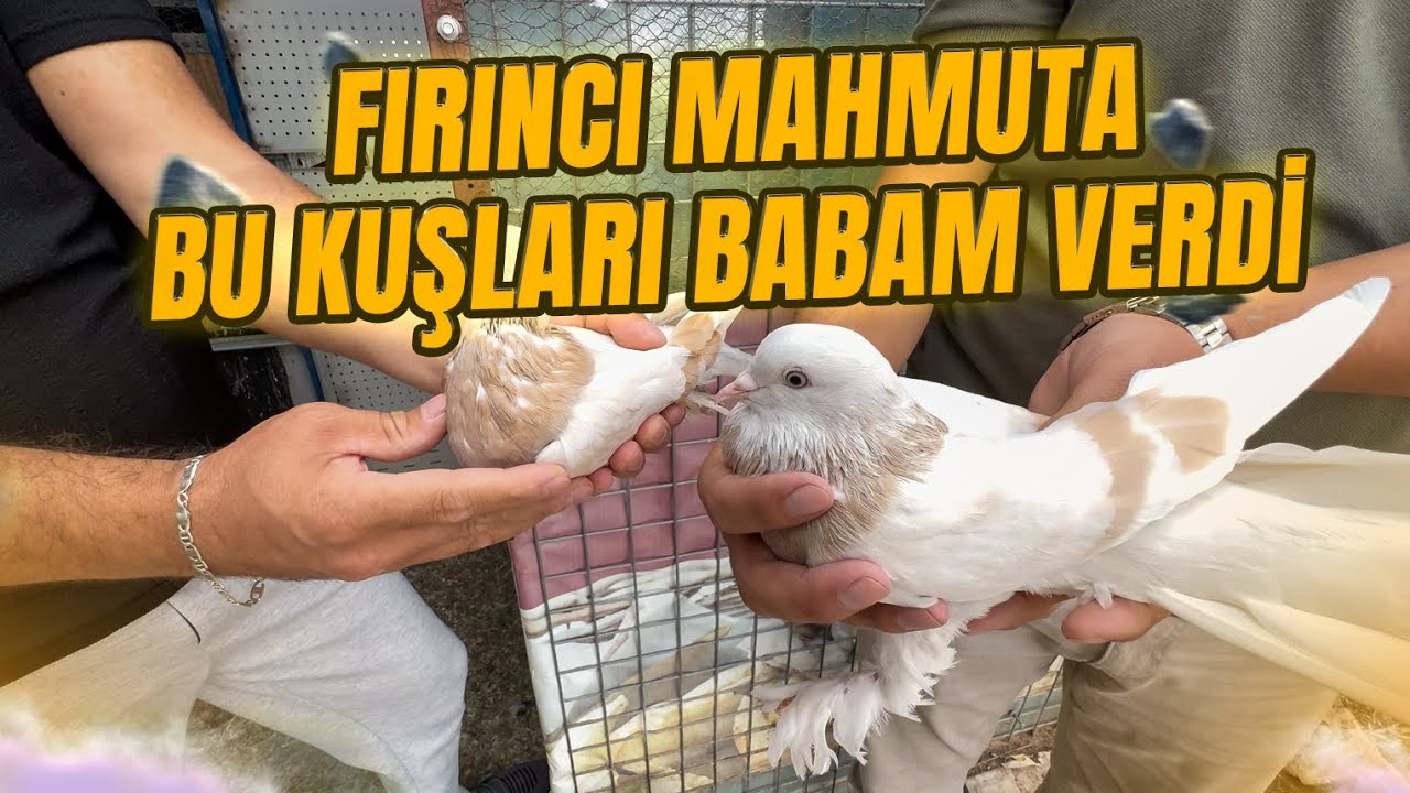 👑 BOKSÖR NEJDET ABİNİN OĞLU KAPILARI AÇTI ! 👑 EFSANE LİMON SARILAR | PERŞEMBE CANLI MEZATTA