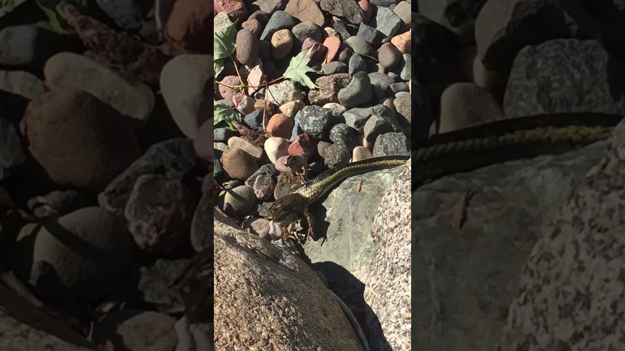 Garter Snake Eating a Bullfrog - Part 1