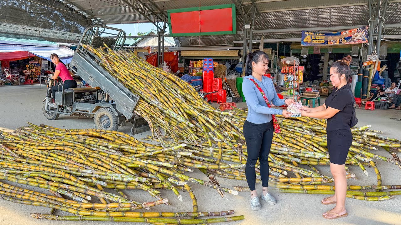 Use 3-Wheeled Truck To Harvesting Many Sugarcane Go To Countryside Market Sell | Free Bushcraft