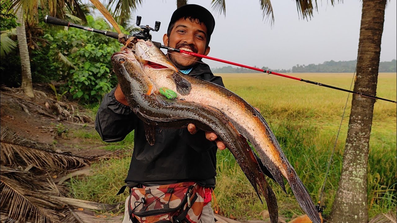 5kg ഉള്ള ചേറുമീനെ കിട്ടി.. 😱😱 | Kerala Snakehead Fishing Videos | Real Warrior Frogs | Viral Videos