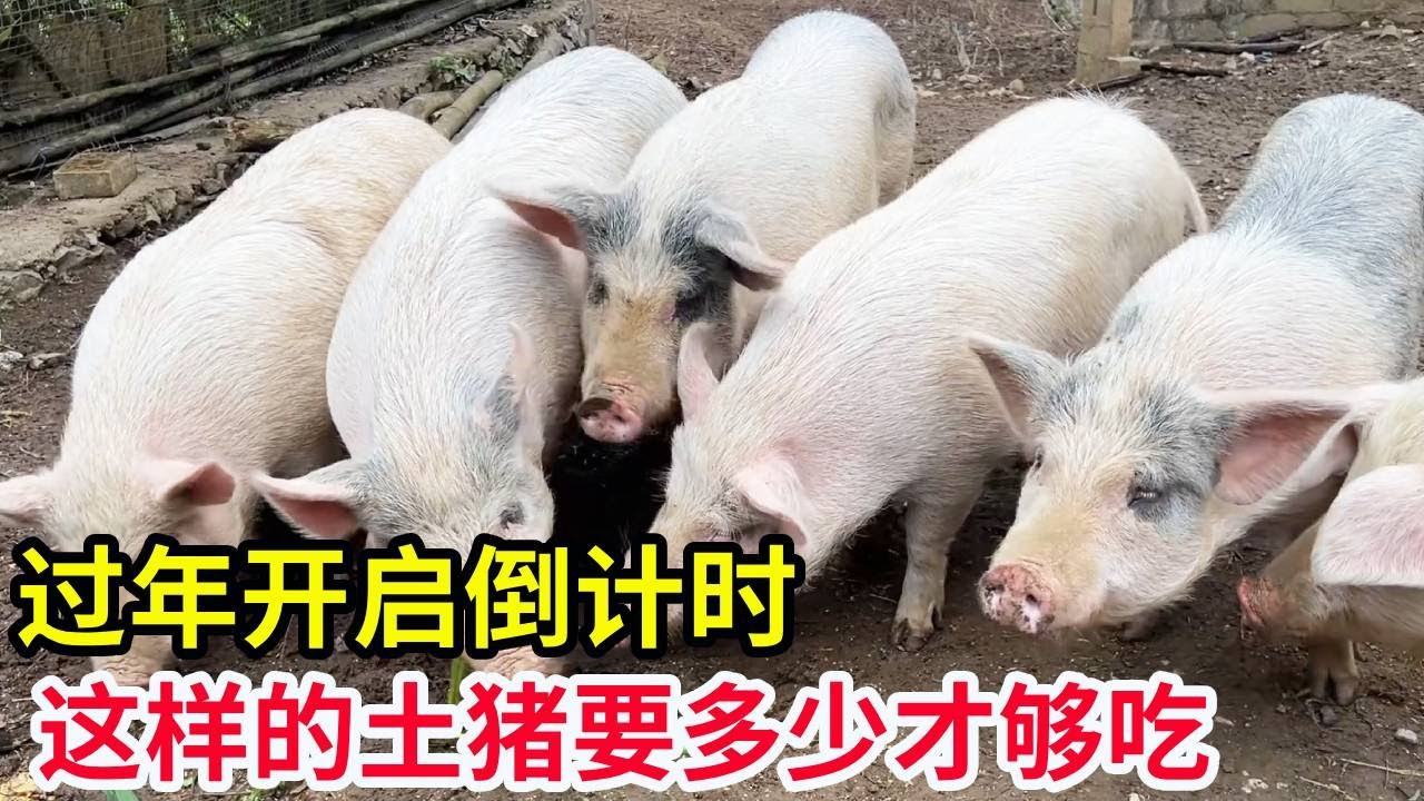 过年开启倒计时，农村已经开始做准备，这样的土猪要多少才够吃！【山农乐哥】