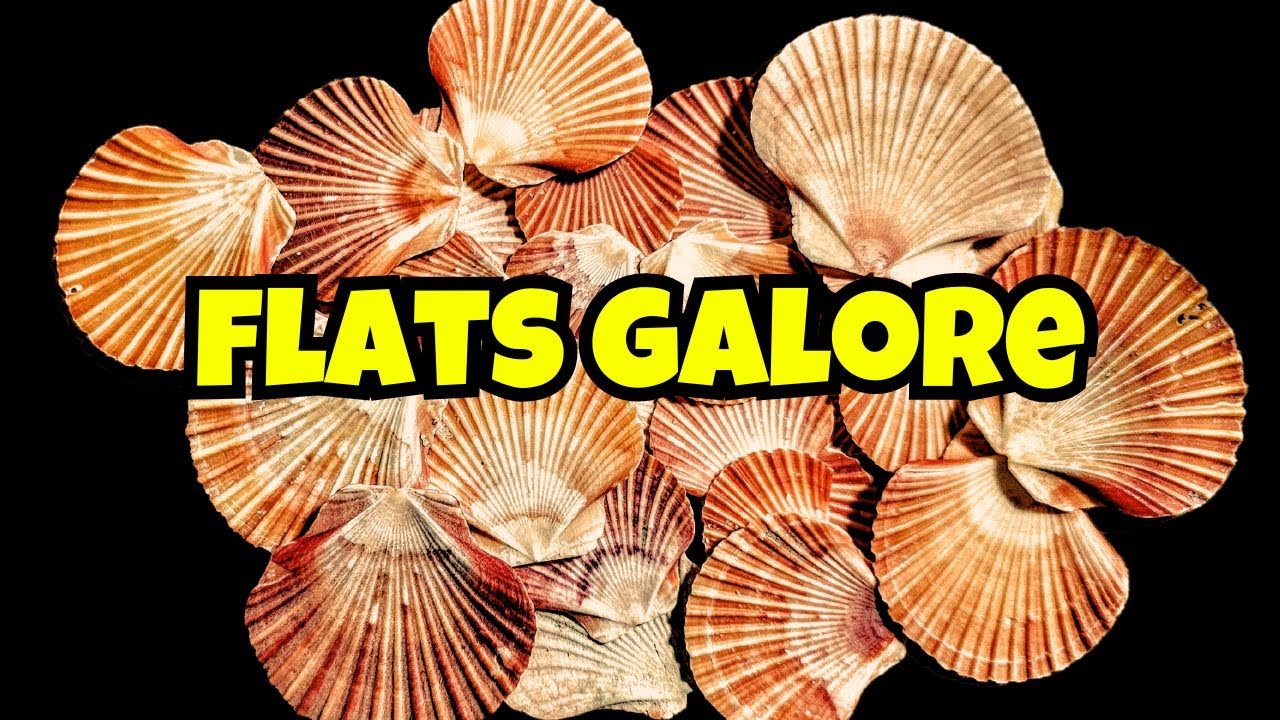 Bucket-List SHELLING: Ever Seen This Many FLATS🤔