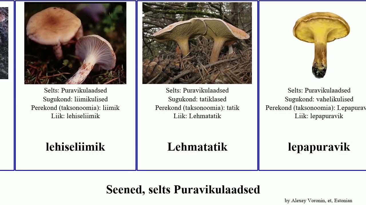 Seened, selts Puravikulaadsed kivipuravik fungus badia roosa juurep&auml;hkel kukeseenik liimik pihkane
