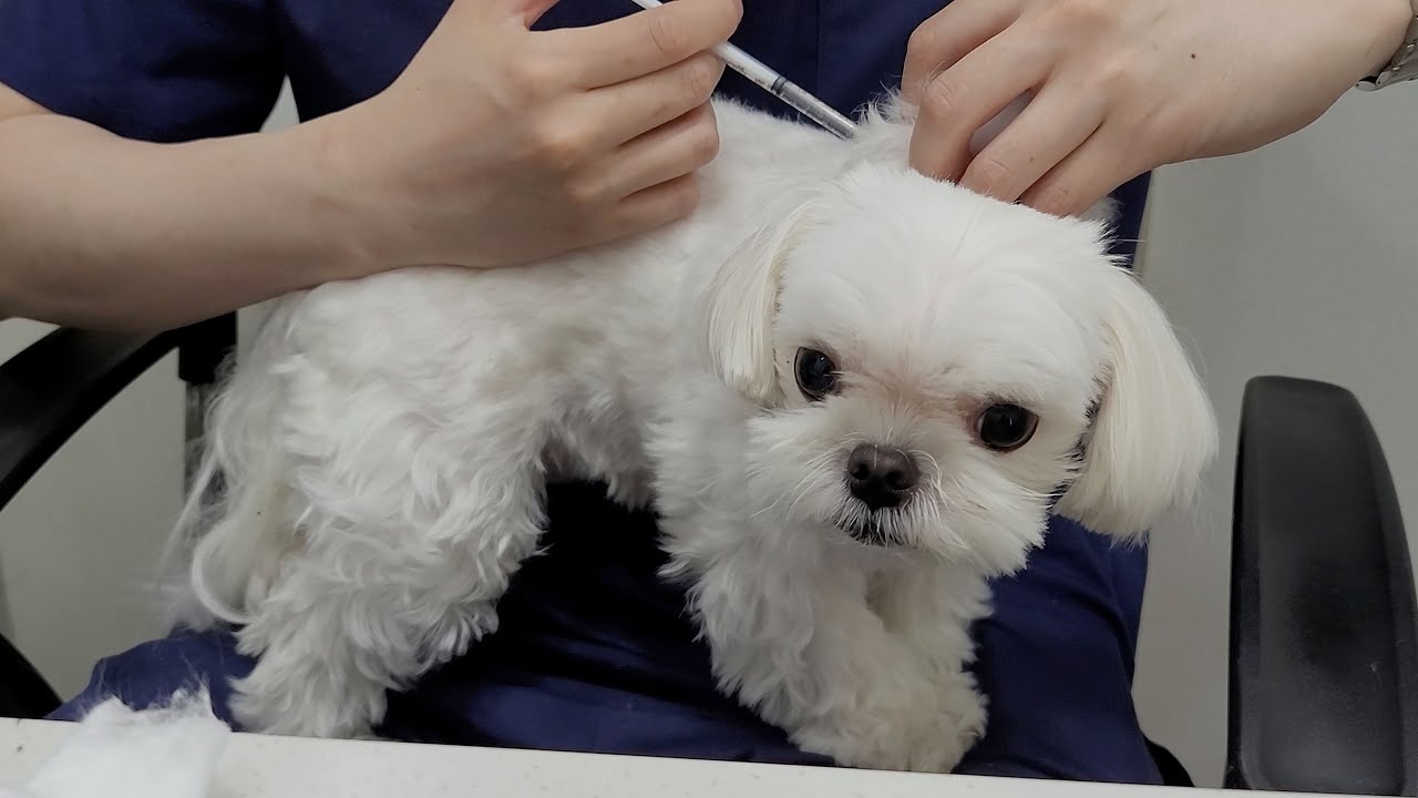 주사 맞고 집에와서 기절한 강아지