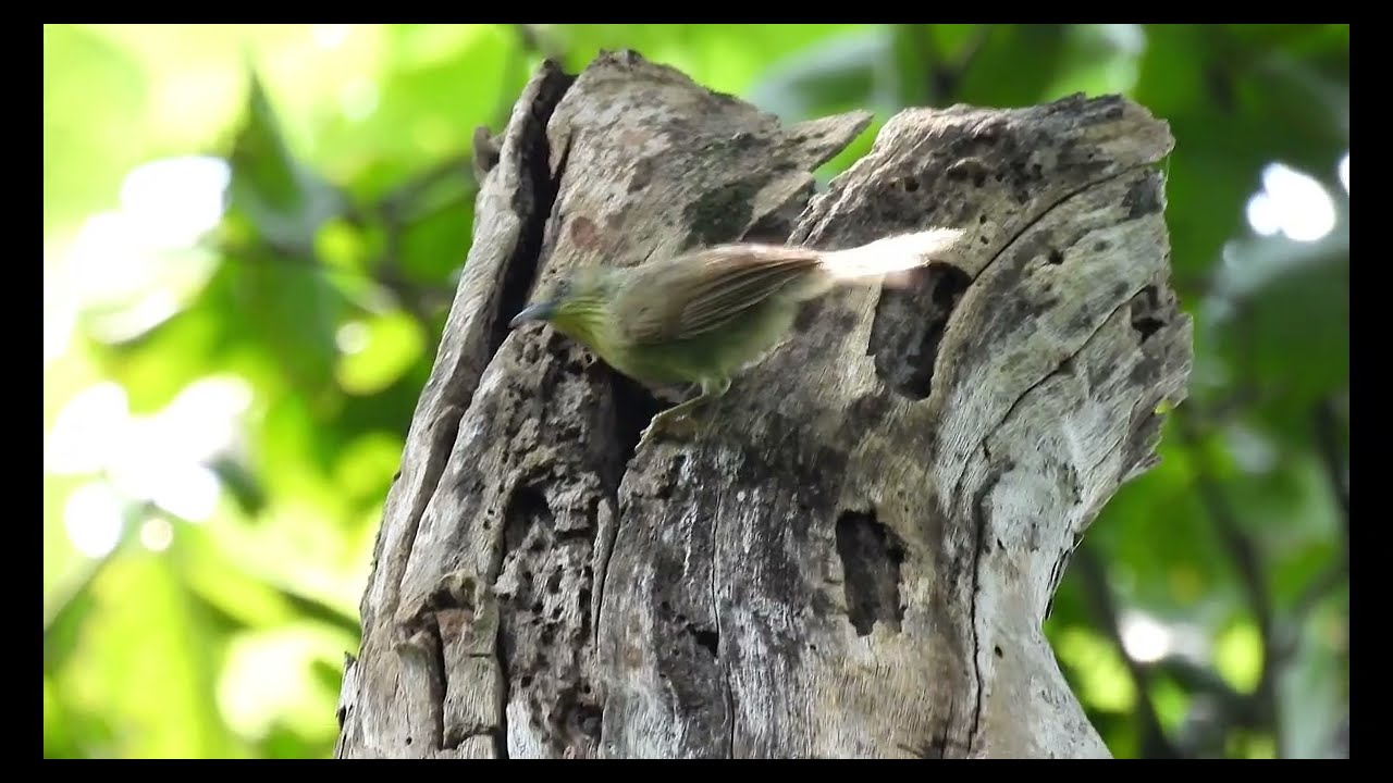 The sound of the jungle: Listening to the unique call of the Pin-striped Tit-Babbler.