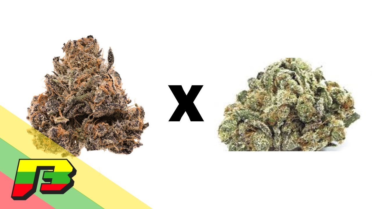 Cherry Smores Weed Review | BammerTV