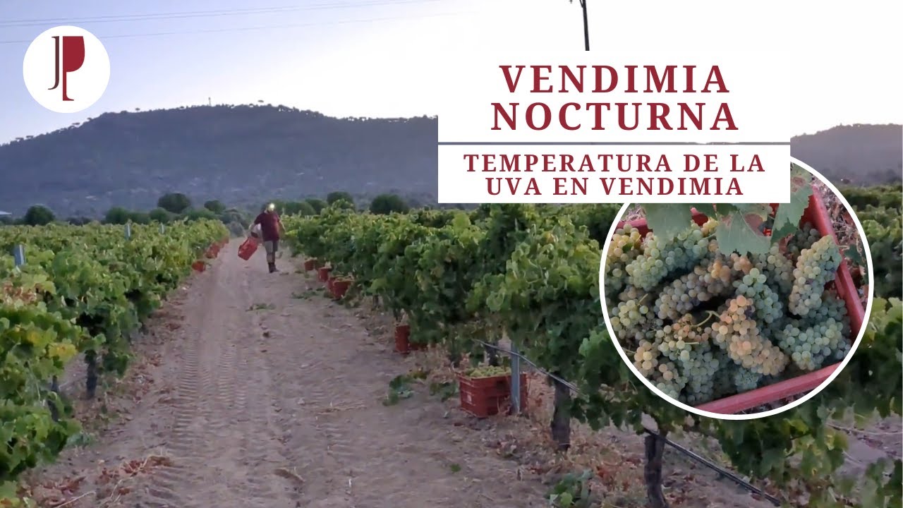 Vendimia nocturna. La importancia de la temperatura de la uva en vendimia