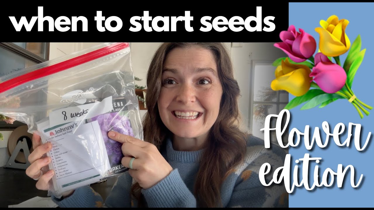 Best flower seed timing in spring | Starting indoors for the cut flower or landscape garden