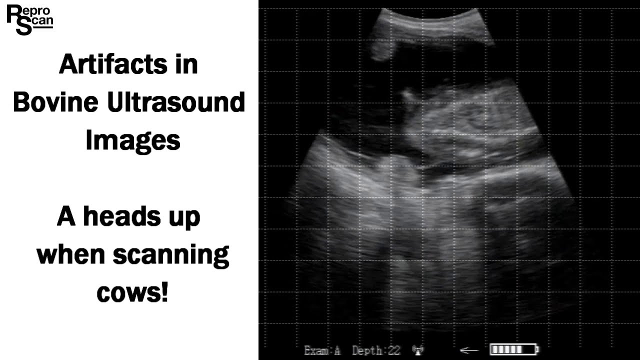Artifacts in Bovine Ultrasound Images