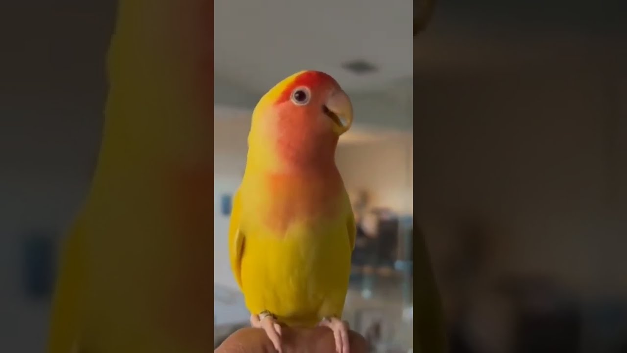 Peach Faced Lovebird Sounds #shorts