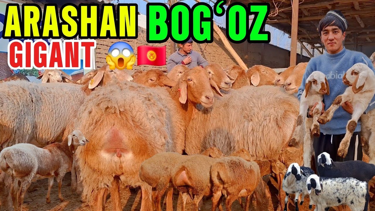 DOPPILI BOLAGA BOGʻOZ ARASHANLAR NAQT GIGANT EGIZAKLARIDAN ARZON😱👍