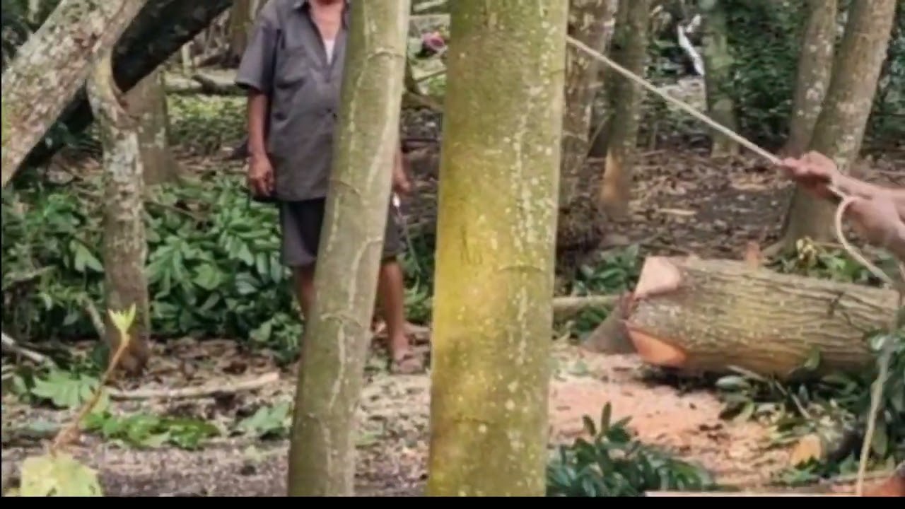 the process of cutting wood with a saw machine  #agriculture #saw