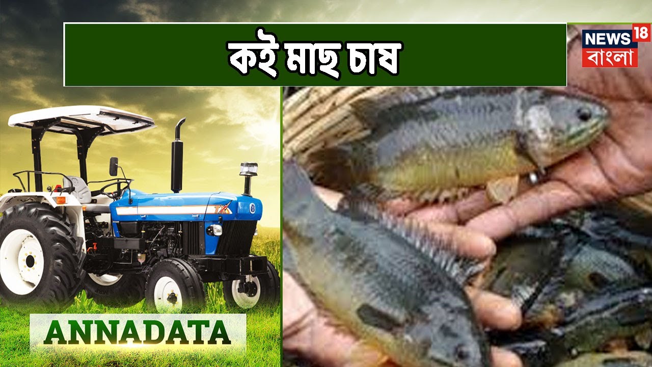 Annadata-এ আজ দেখুন লাভজনক উপায়ে একক ও মিশ্র পদ্ধতিতে পুকুরের কই মাছ চাষের কৌশল
