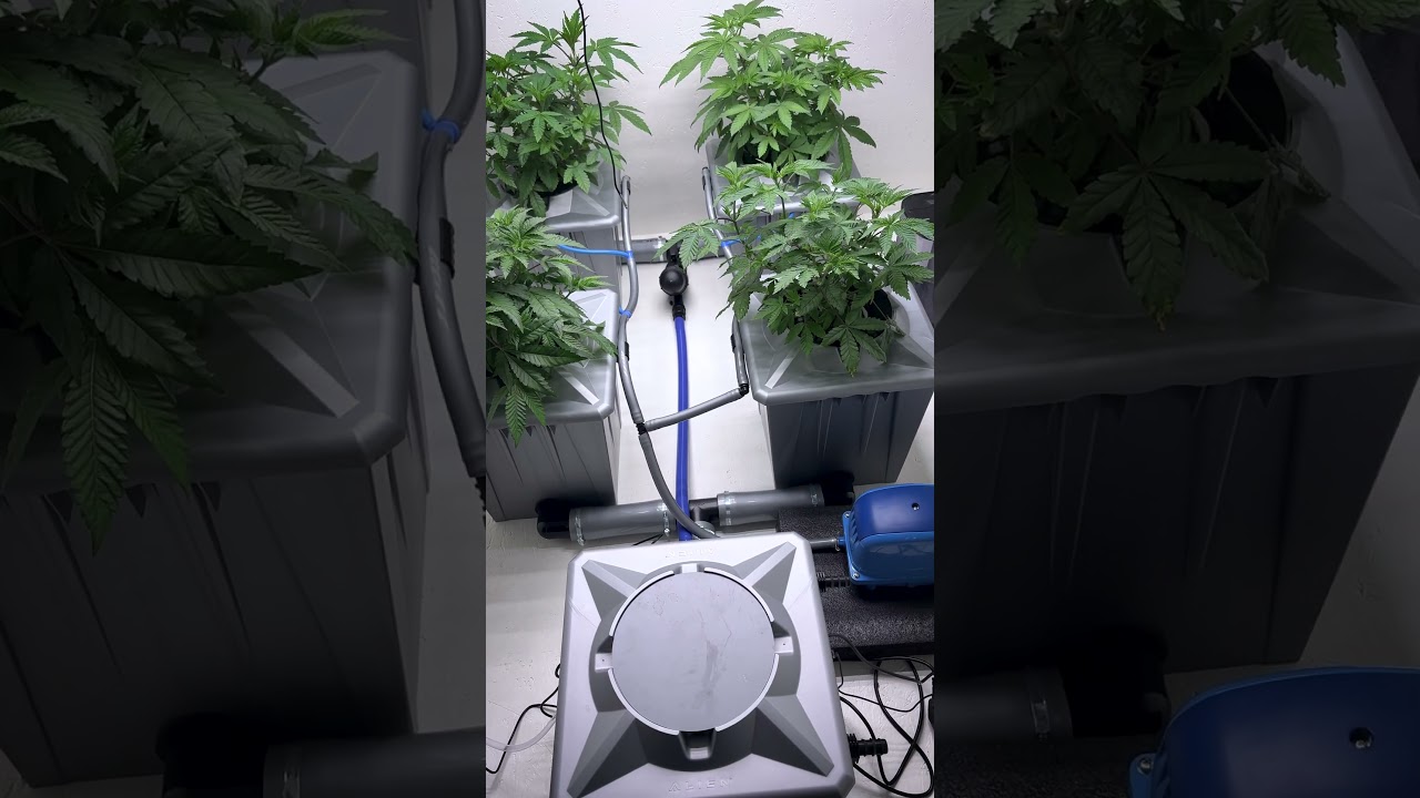Dieses RDWC upgrade ist NEXT LEVEL! AC Infinity XXL Grow!