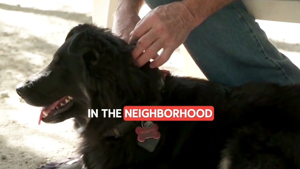 Can I keep doing bodywork with my dog if he lies down? Beyond Dog Massage