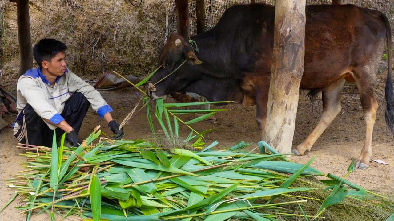 Returning from the fields, I went back to the barn to feed the cows – and to raise pigs and chickens