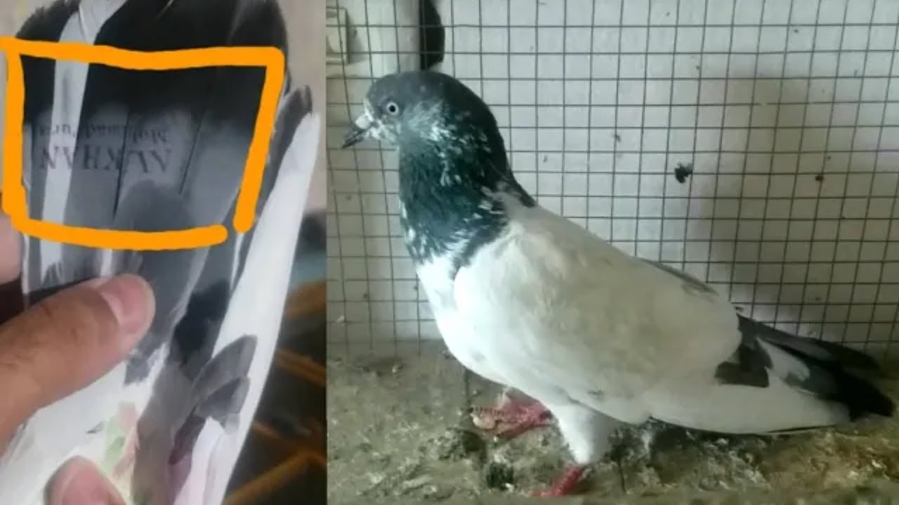 Mohar wala kabootar pakra friday/faisalabad pigeons