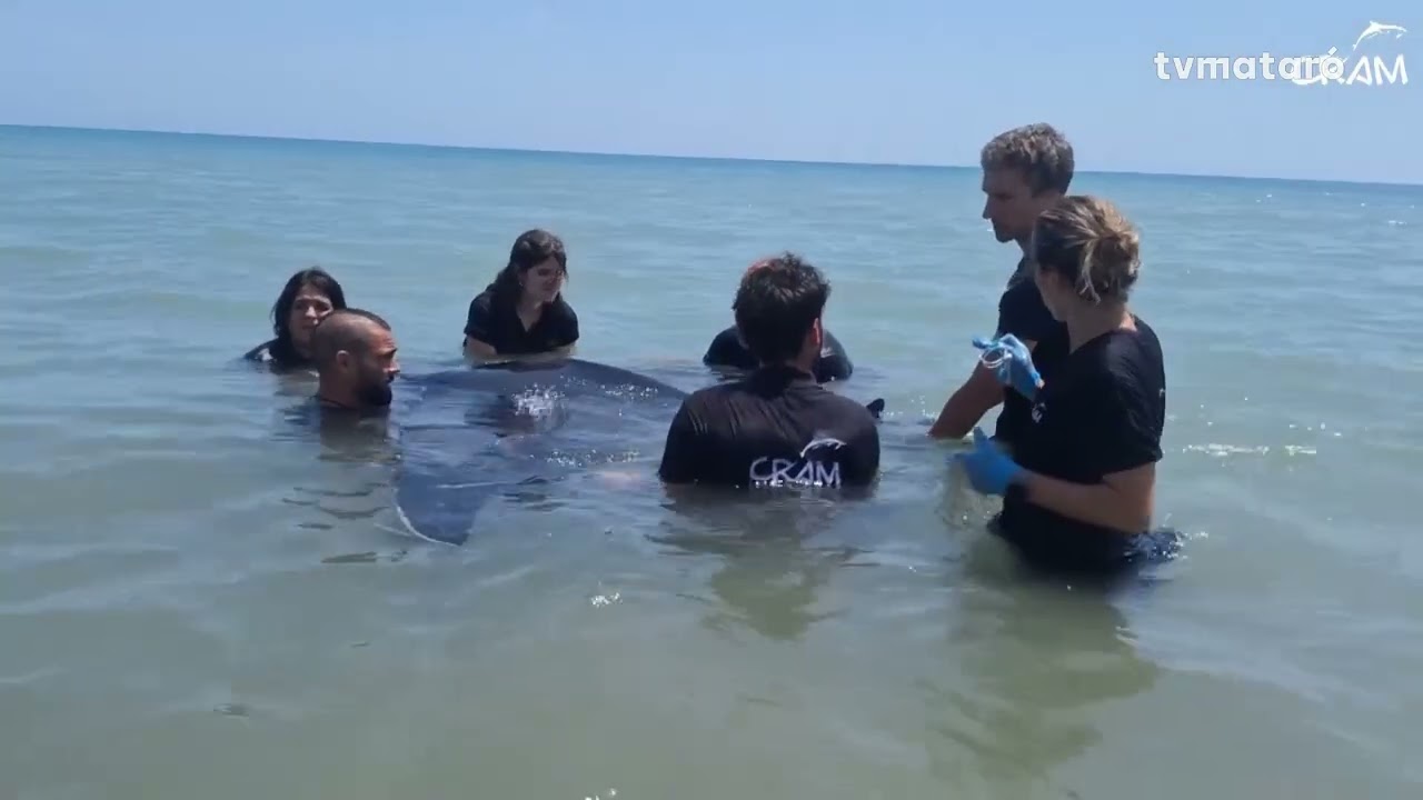 El CRAM ha actuat en el rescat de diverses tortugues i mantes aquest 2025 al Maresme