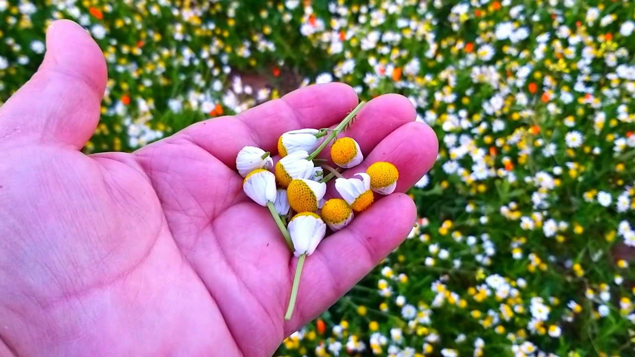 Comment reconnaître la vraie camomille  كيف تتعرف على البابونج الحقيقي
