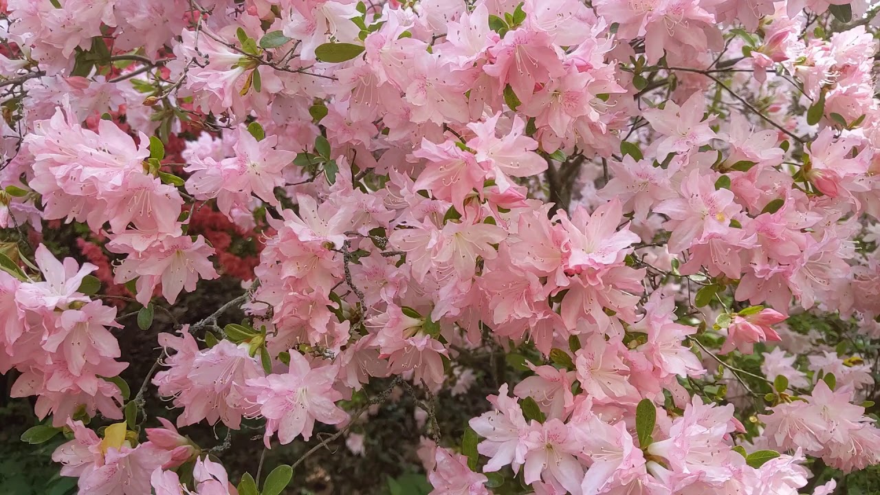 Davidia in flower in the Winterthur Garden.