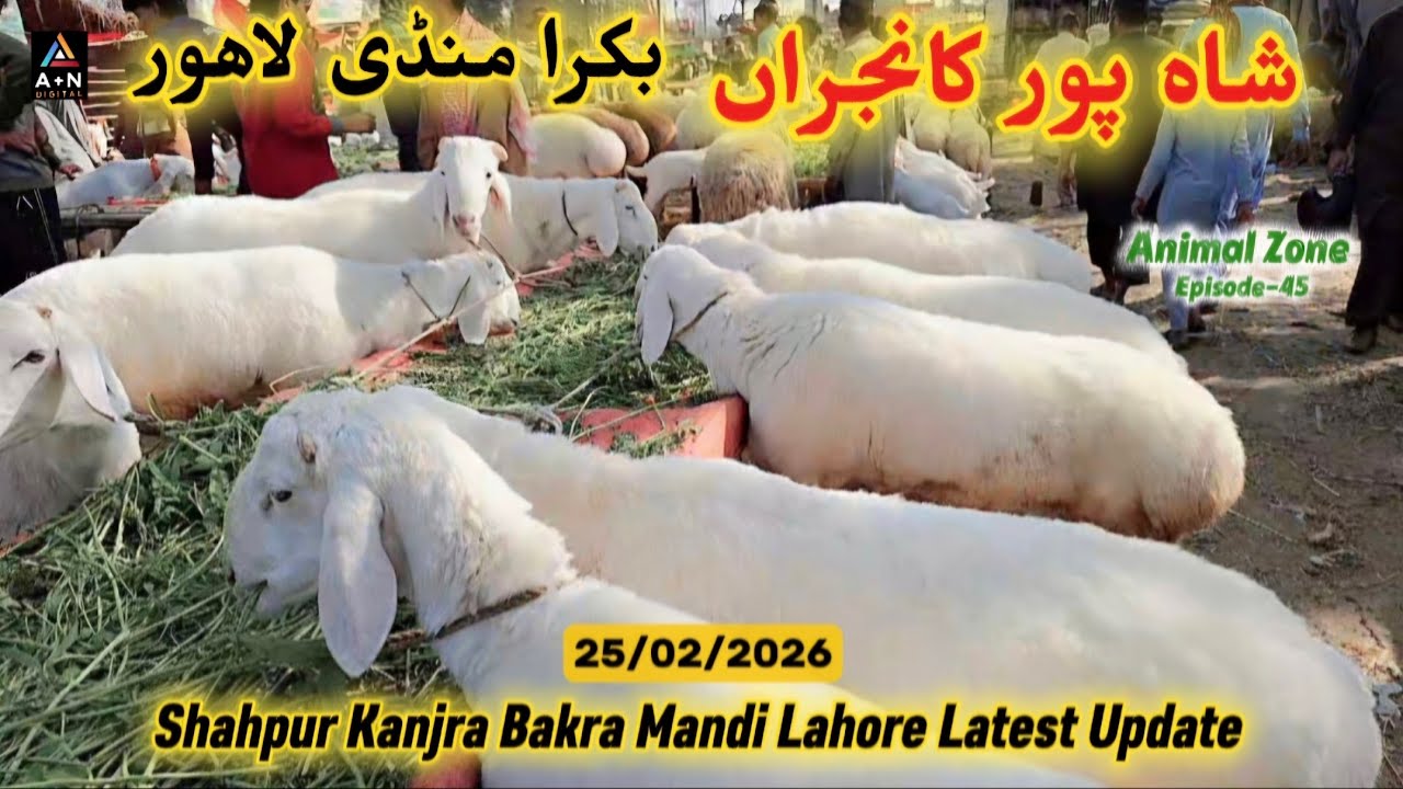 Shahpur Kanjra Bakra Mandi Lahore Latest Update 25/02/2026 (Goats and Sheep for Sale in Lahore)AZ-45