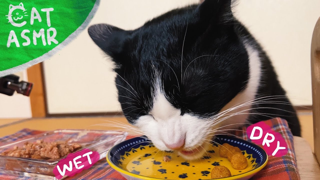 🍙👅ASMR｜ウェット&スナックを食べて食後にグルーミングする猫【咀嚼音】