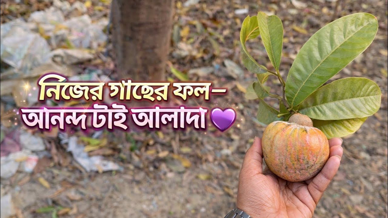 নিজের গাছ, নিজের আনন্দ 🌿 | Fresh Ata Picking 