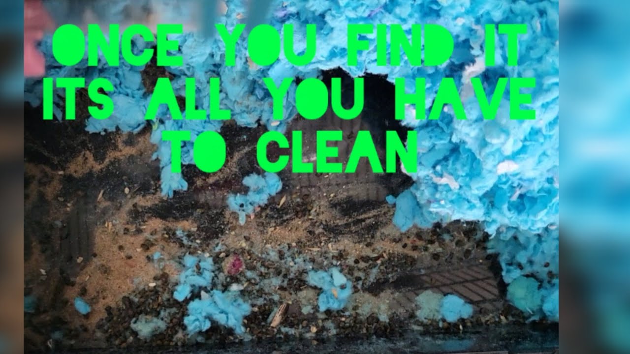 Hamster Cage Cleaning