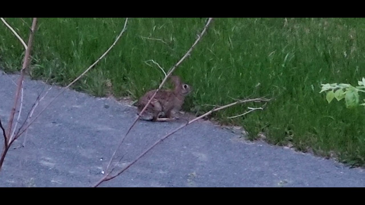 NICE RABBITS VERY VERY NICE