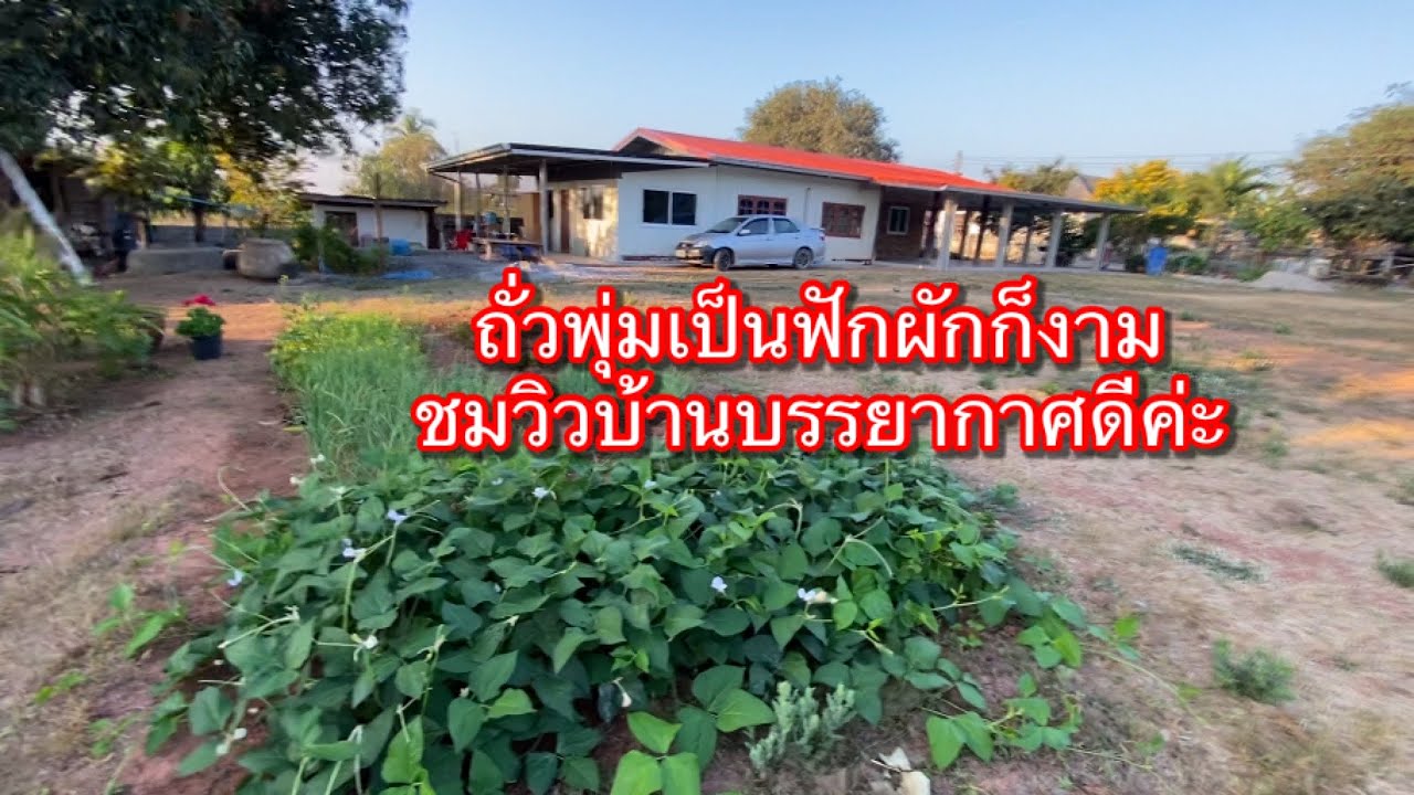 #413 พาชมสวนผักดอกไม้ปิ่นโตก็มาดูปู่ทำกำแพงวิถีชีวิตเรียบง่ายมีความสุขดีค่ะ