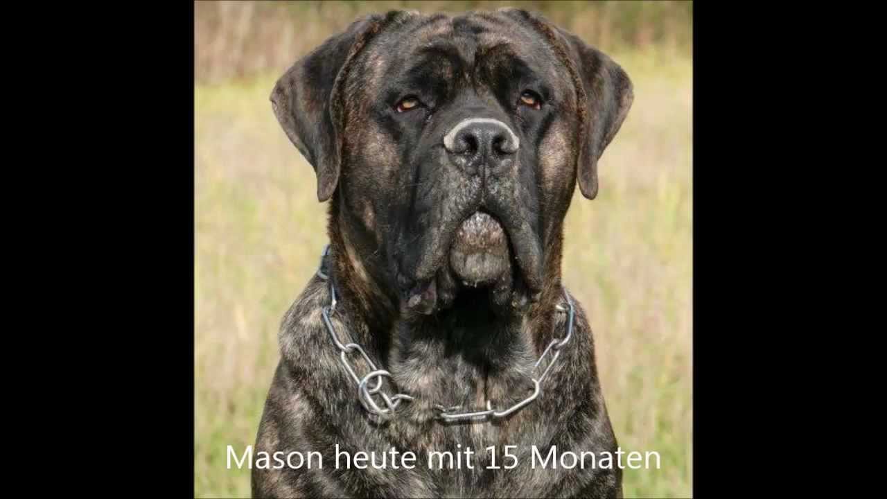 Cane Corso/Dogo Canario Mix Mason