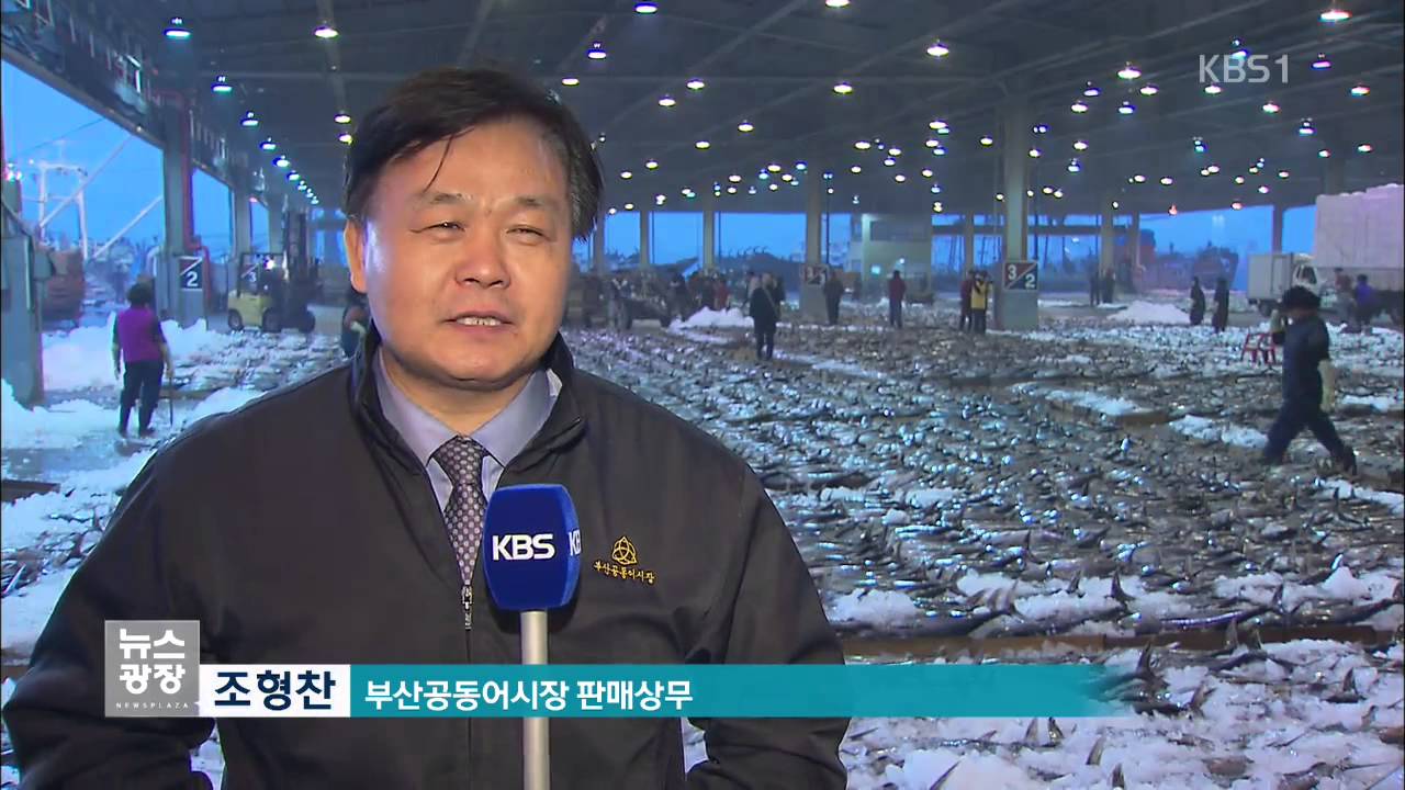 &lsquo;참다랑어 풍어&rsquo; 웃어야 할지 울어야 할지&hellip;왜?