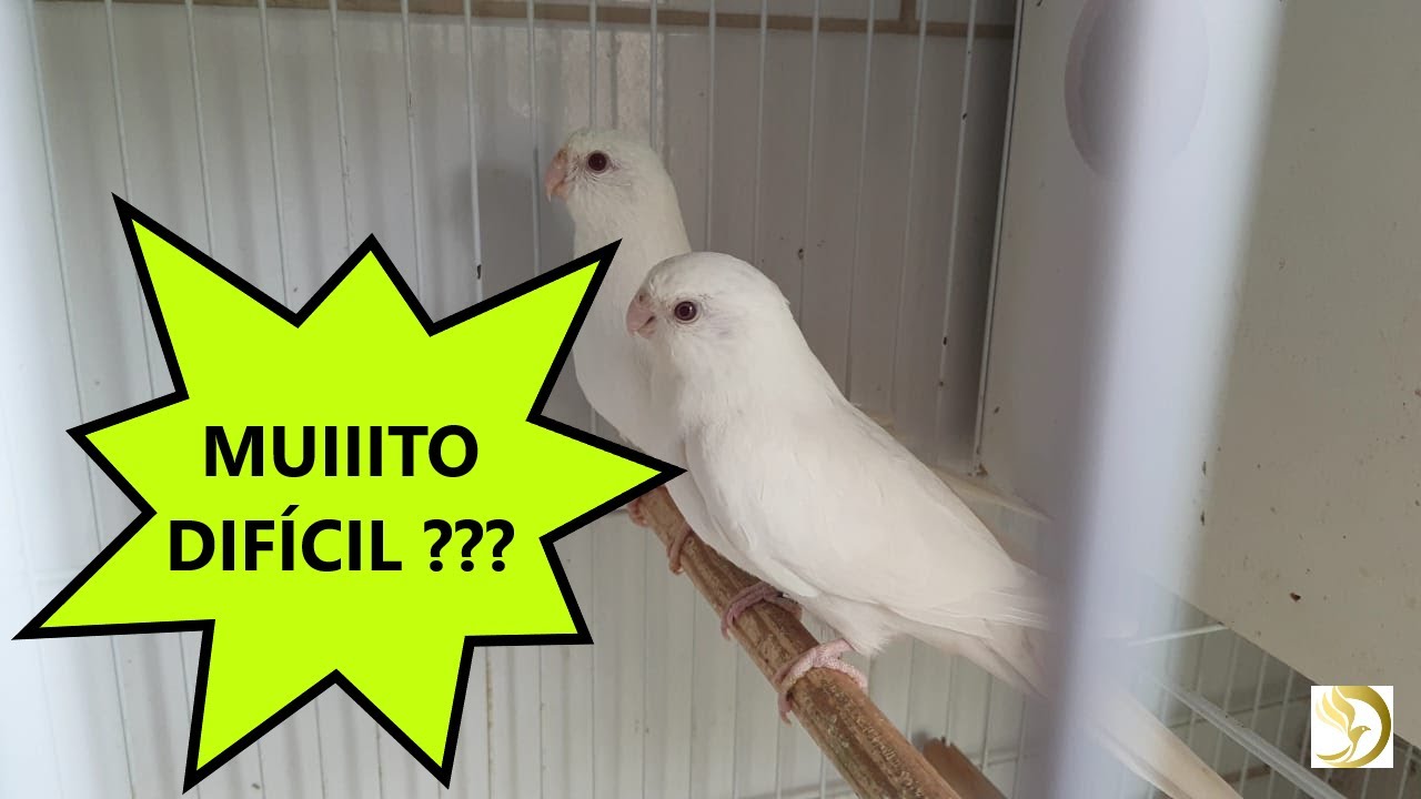 SERÁ QUE REPRODUZ ?? Red Rumped albino (BRANCO OLHO VERMELHO)- Parrot Arruda Aves
