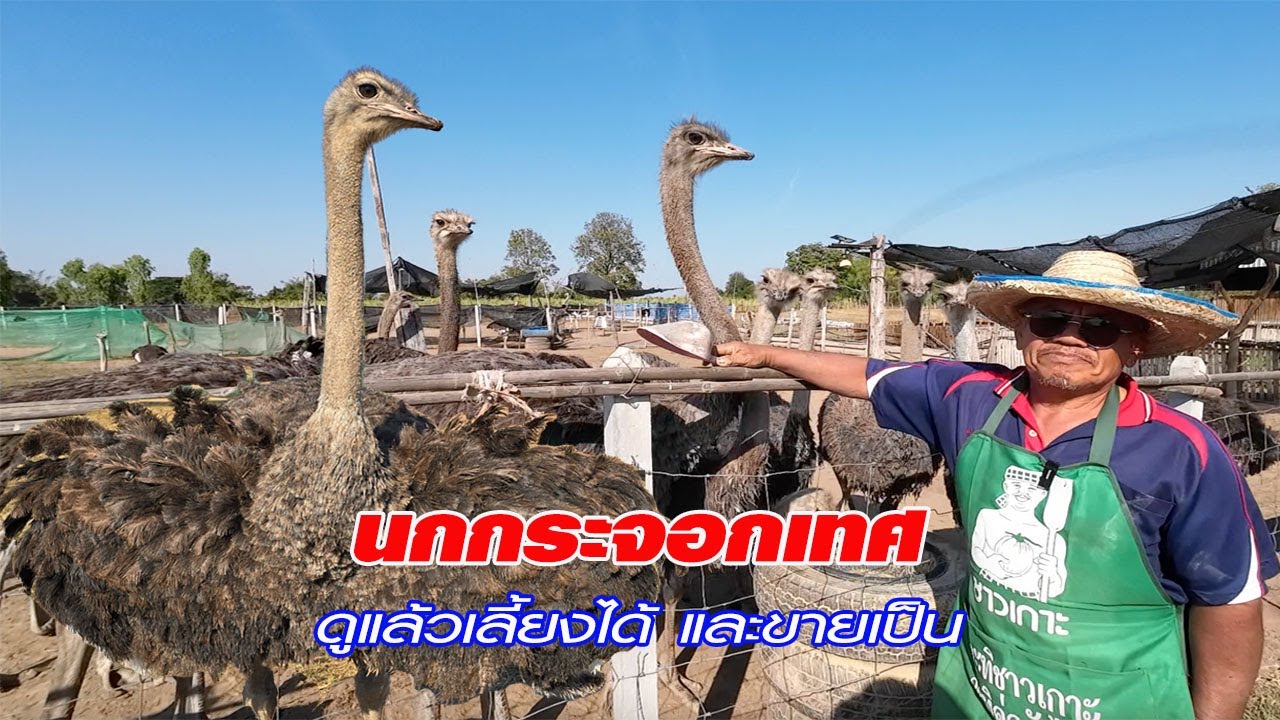 นกกระจอกเทศ  ดูแล้วเลี้ยงได้และขายเป็น