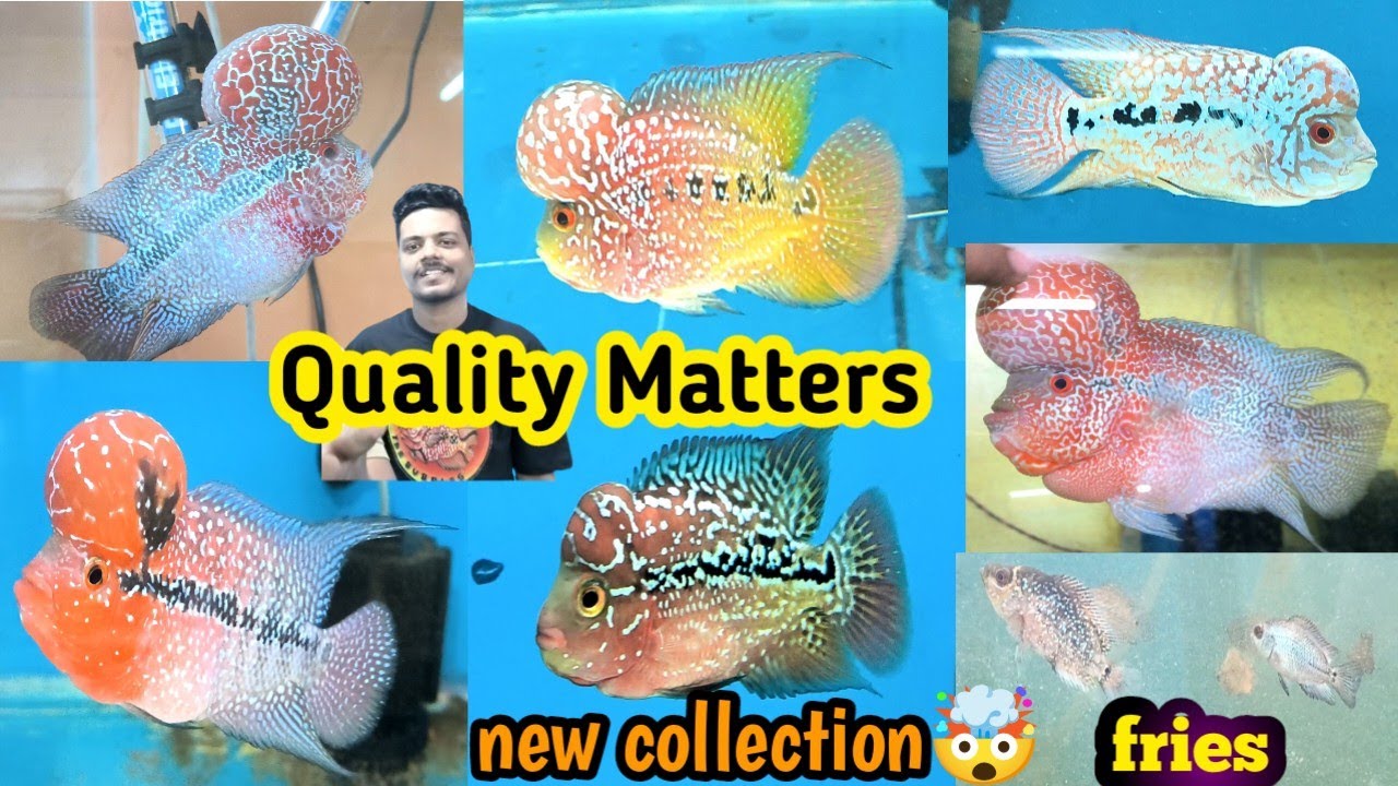 Thailand Show Grade Flowerhorn | Kamfa, SRD, GB, Zen Zhu, Pope fish | Recent fish Price |#flowerhorn