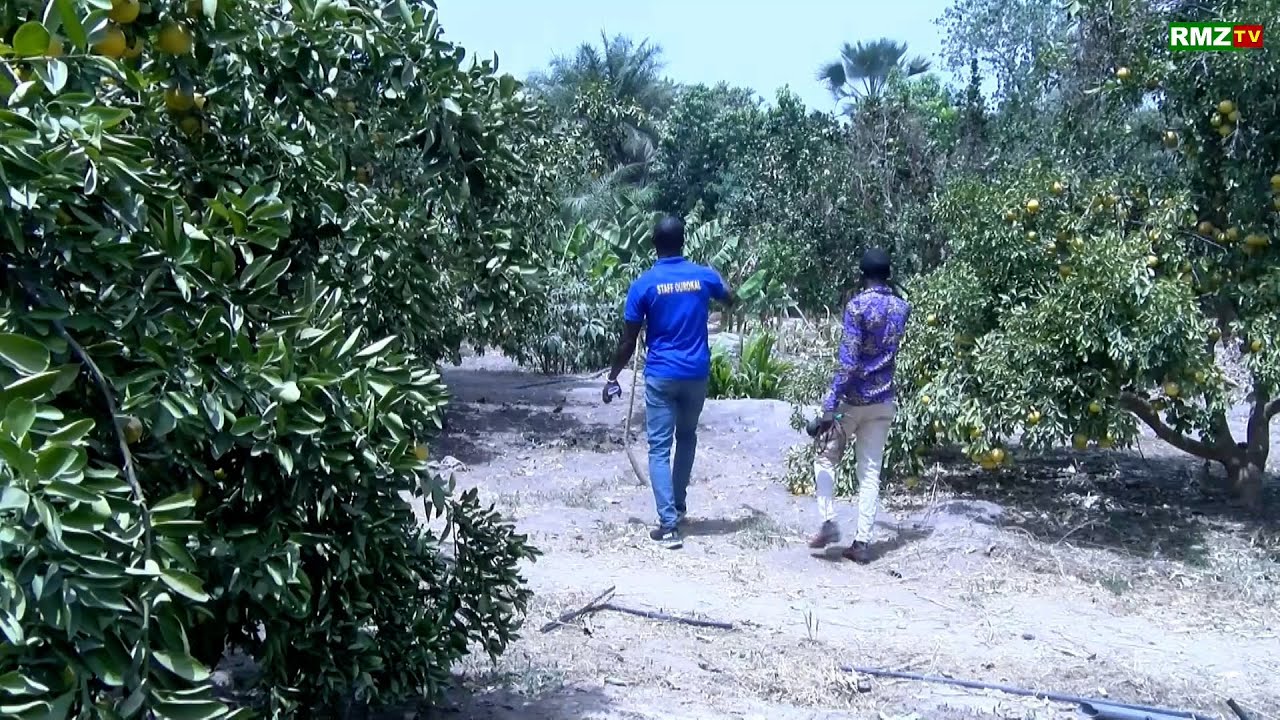 ZIGUINCHOR: UN TOUR A LA FERME AGRICOLE OUROKAL DE GEROME DIANDY
