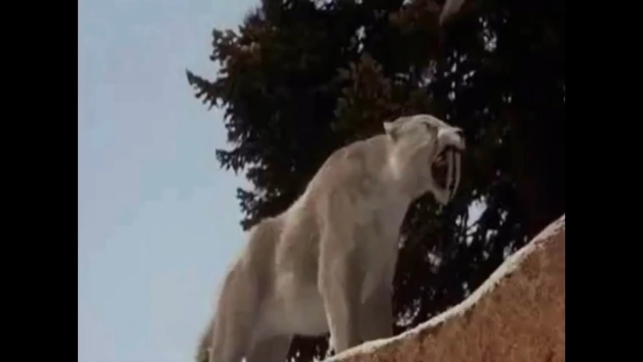 Sabertooth (2002) Sabertooth Attack/Fighting the Sabertooth