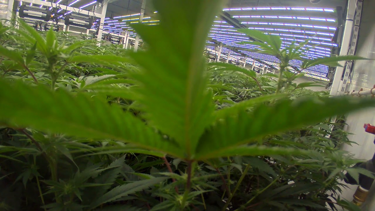 National Green Biomed Ltd: Rosebud Grow Room Time-lapse