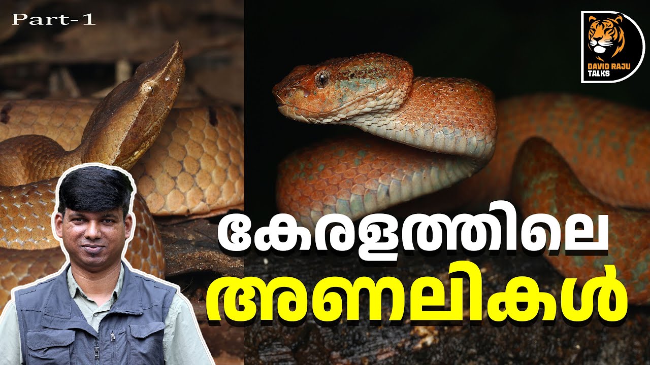 ഈ പാമ്പുകളെ അല്പം സൂക്ഷിക്കണം! Vipers of Kerala ; #davidrajutalks #snakes #viper