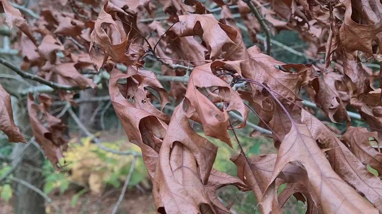#Bedgebury National #Pinetum #shortfilm by #jennymeehanart #autumncolours #trees #happiness #nature 