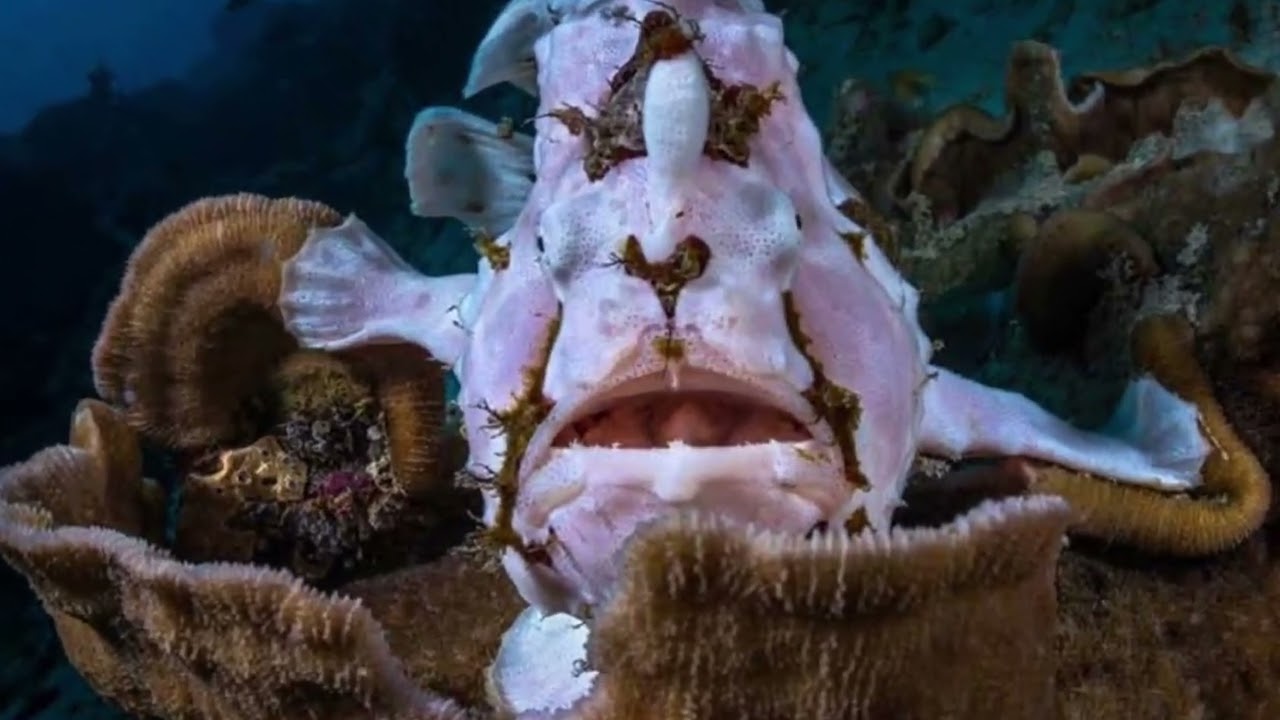 Voici Antennarius commerson, ou poisson-grenouille géant, maître de l’embuscade