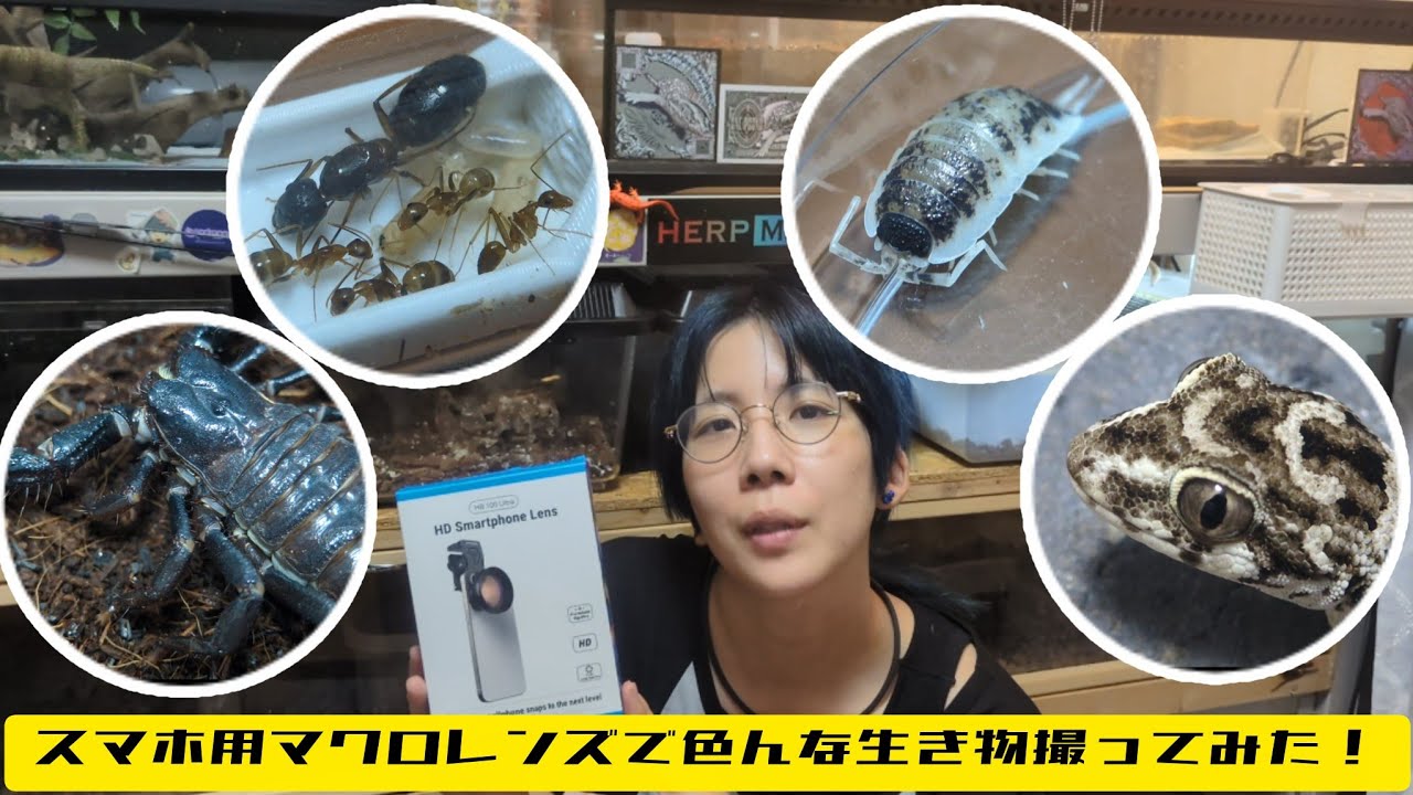 スマホ用マクロレンズで色んな生き物撮ってみた！　アリ、ワラジムシ、サソリ、ヤモリ