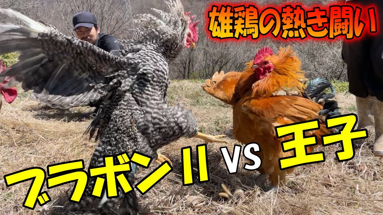総勢８羽のオス鶏が大集合！優しい王子もついに怒る･･？！