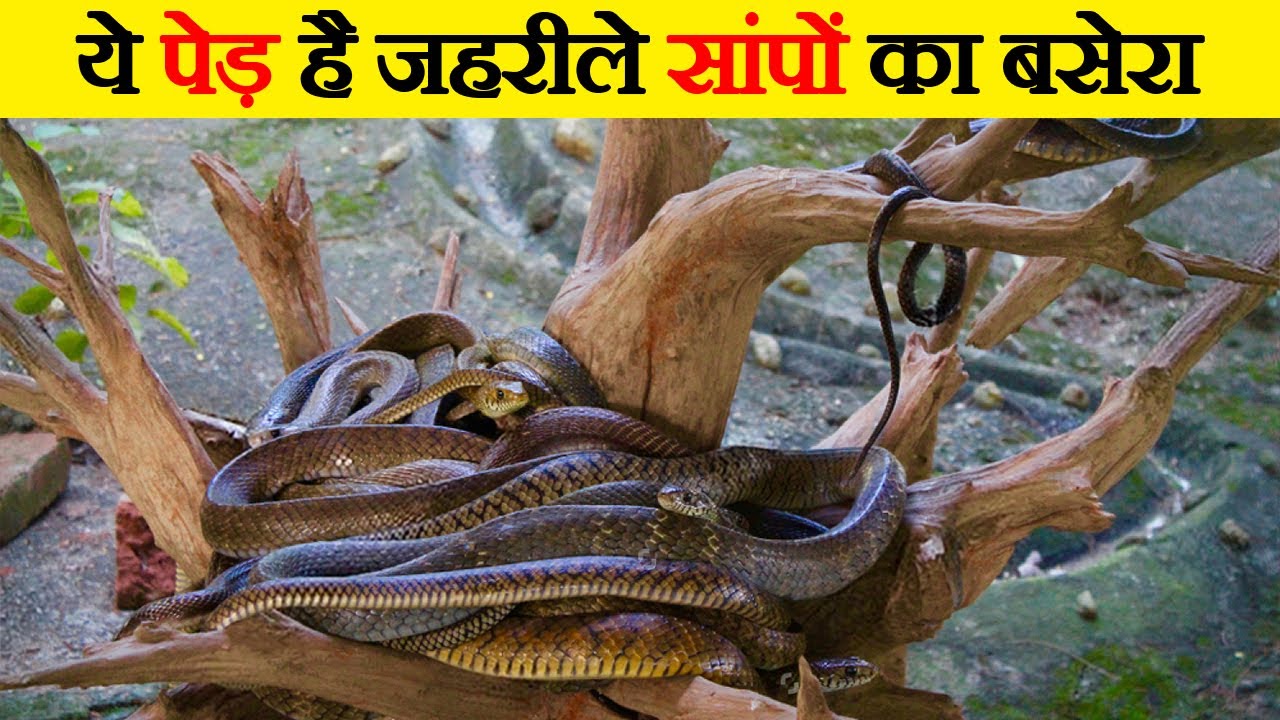 चंदन के पेड़ से क्यों लिपटे रहते हैं जहरीले सांप | Why do Snakes Live on Sandalwood | Snake on Trees