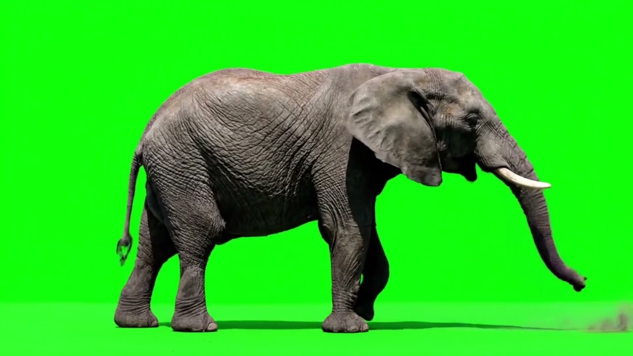 Elephant Green Screen Video || Elephant Green Screen || Chroma Key || Content For Creators