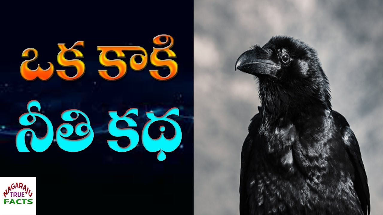 A crow moral story in telugu | NAGARAJ TRUE FACTS