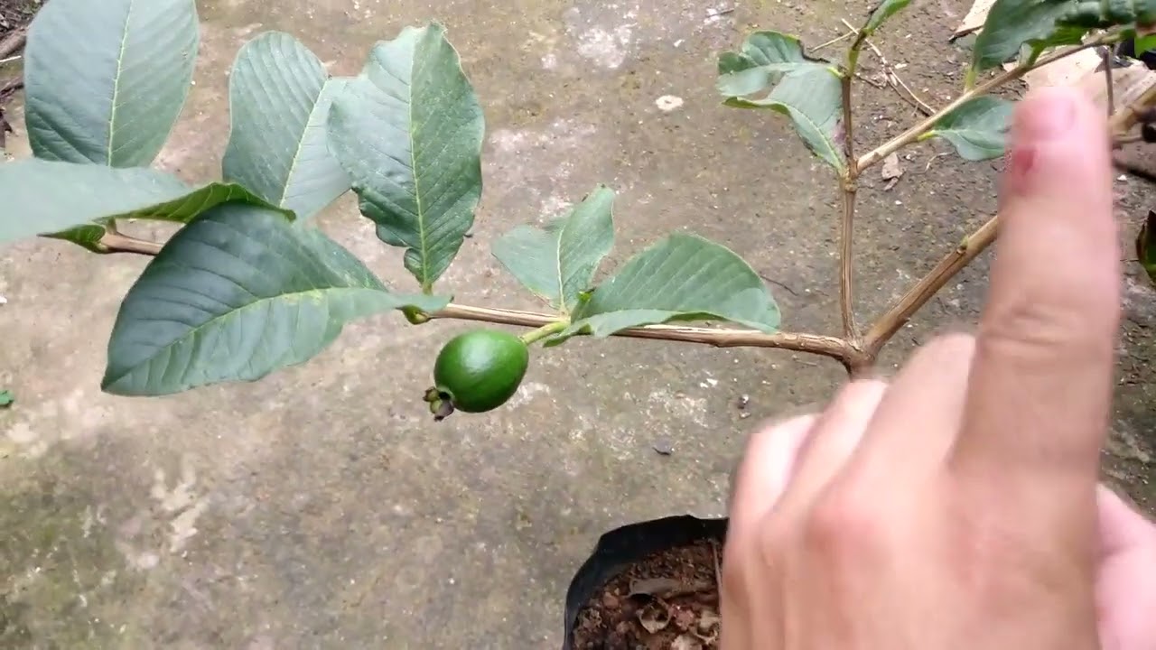 Diferença entre Alpo rquia, Estaquia, Enxertia e Sementes VANTAGENS E DESVANTAGENS ENTENDA FÁCIL!