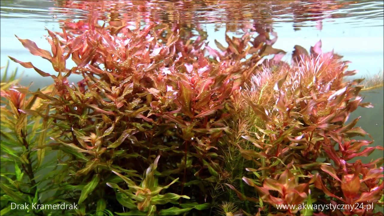 Rotala Macrandra akwarystyczny24