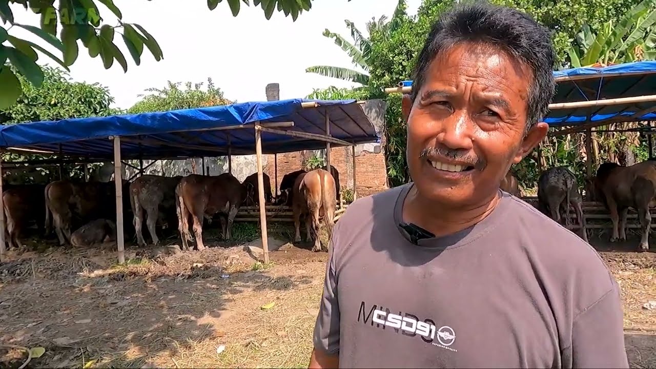 Bapak ini Jual Sapi Murah sekali❗