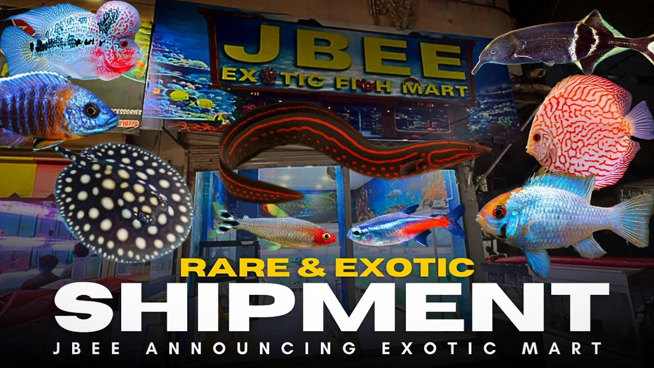 JBEE New Exotic Fish Mart Grand Opening! Huge Exotic Fish Shipment & Rates - Imran’s World